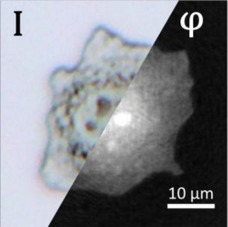 True QPI – Metrology of quantitative phase imaging systems for biomedical applications